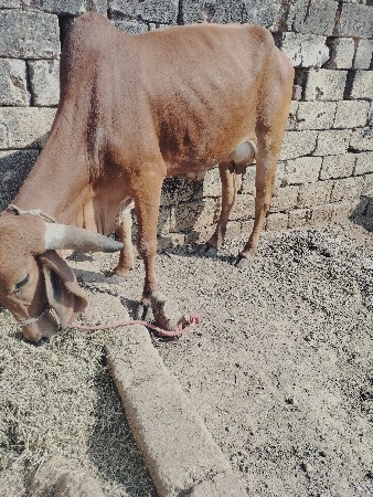 ગાય વેચવાની છે