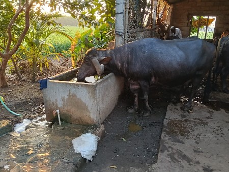 ભેંસ વેચવાની છે