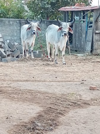 થંબનેલ 3