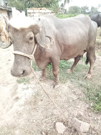 જગદિશ વાળા