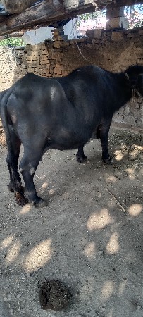 ભેંશ.વેસવાની..વેતર..બીજુ