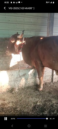 સોન કપીલા