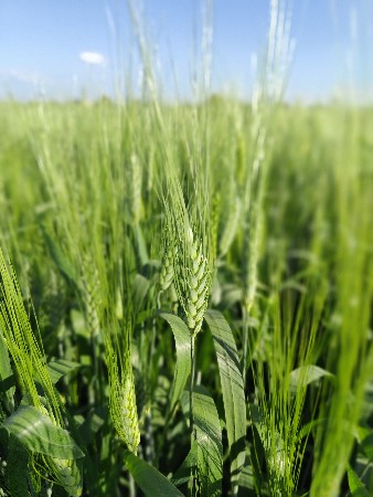 બંસી ઘઉં