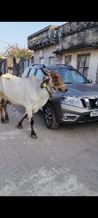 ગાય વેચવા ની સે