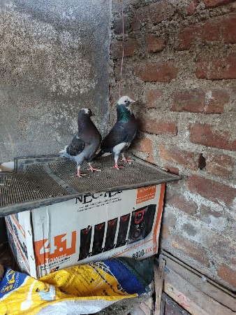 थंबनेल 3