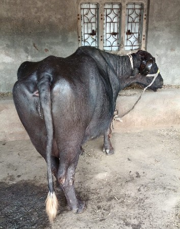 ભેંસ વેચવાની છે