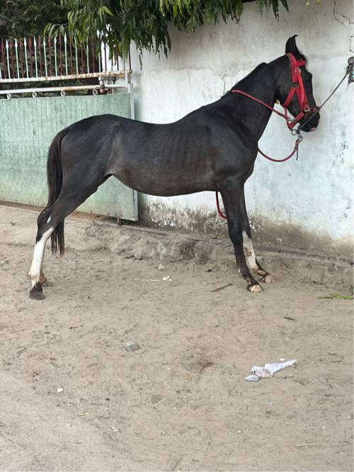 વછેરી વેચવાની છે