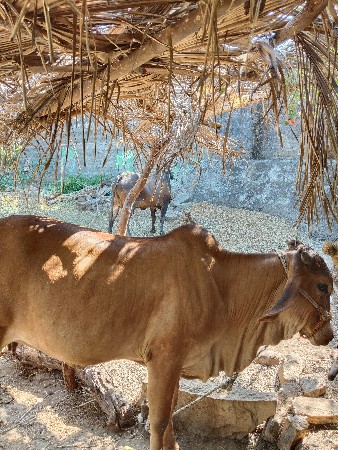 આ હોડકી ગાય વેચવાની છે .