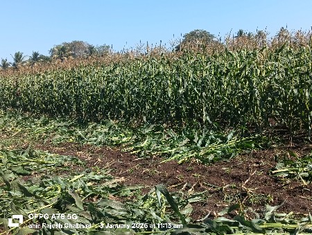 અમેરિકન મકાઈનો લીલો સારો