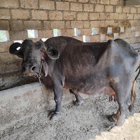 थंबनेल 2