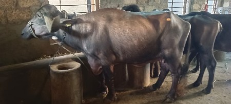 થંબનેલ 3