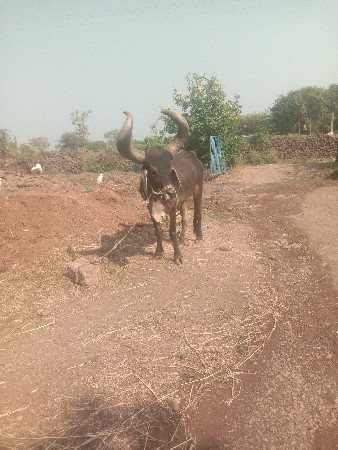 થંબનેલ 3