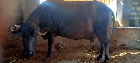 થંબનેલ 3