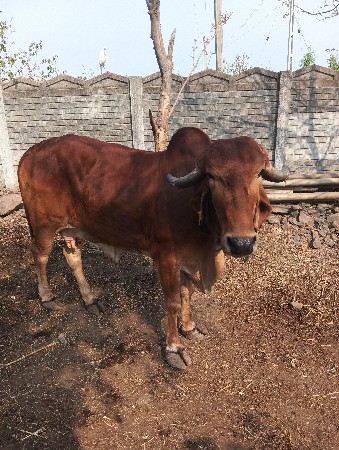 બે ગાય આપવાની છે