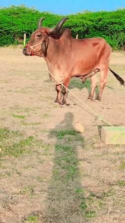 थंबनेल 3