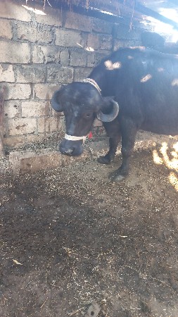 थंबनेल 2