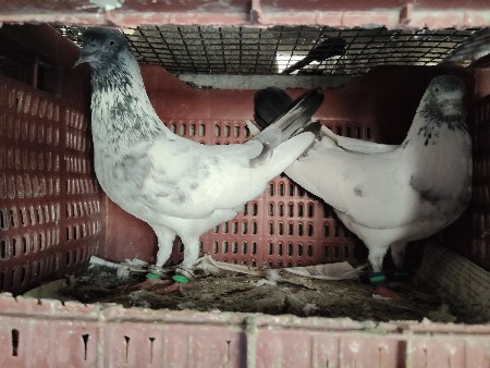 saranpuri jod 
સરનપુરી જોડ