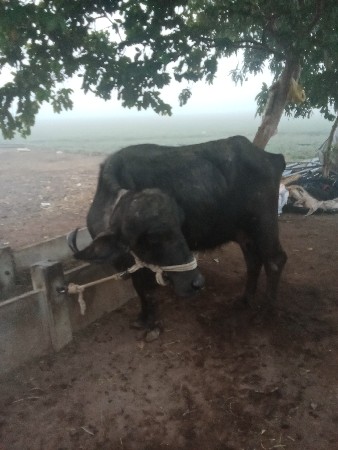ભેંસ વેચવાની છે
