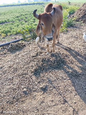 થંબનેલ 3