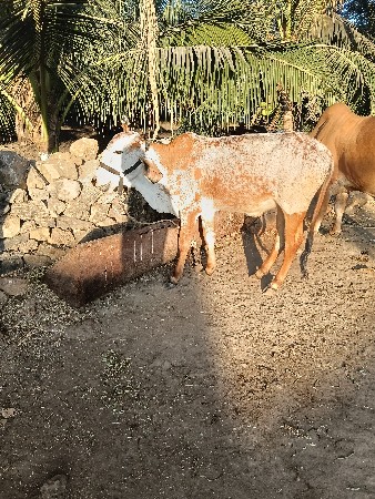 વાસઙી વેસવાની છે