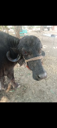 આ ભેંસ વેચવાની છે