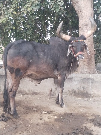 એક ગોઢલો એક બળદ વેચવાનૉ છે