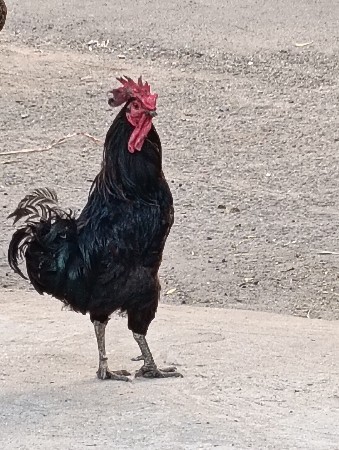 थंबनेल 2