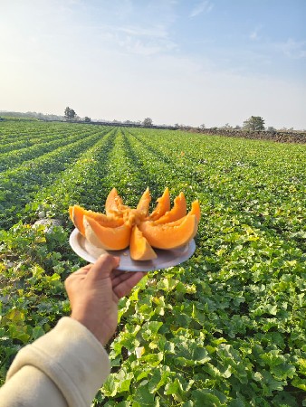 ટેટી તૈયાર છે.