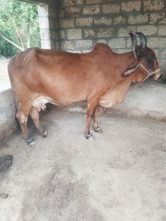 ગાય વેચવાની છે