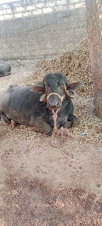 ભેંશ વેચવાની છે