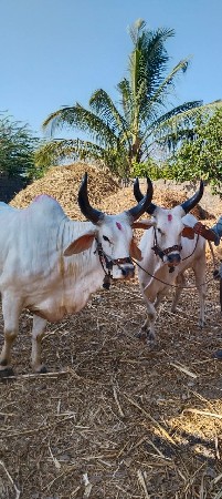 થંબનેલ 3