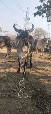 थंबनेल 2