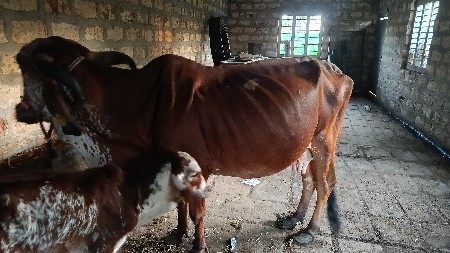 थंबनेल 2