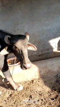 આ ભેંસ વેચવાની છે