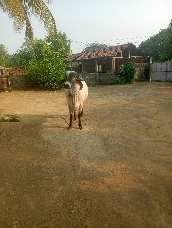 थंबनेल 2