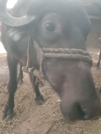 ખદૅલા વેચવા ના છે