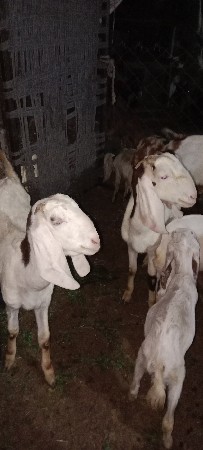 3.બકરી.વેસવાનીછે.એકનીકીમત.17000