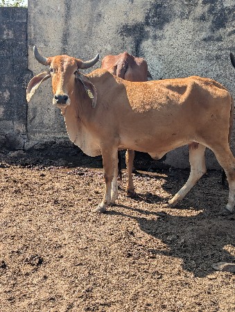 थंबनेल 2