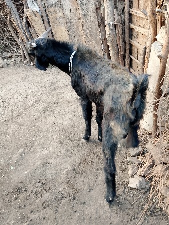 બોકડો 20000