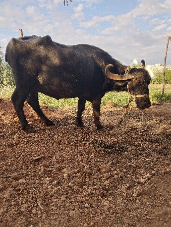 थंबनेल 3