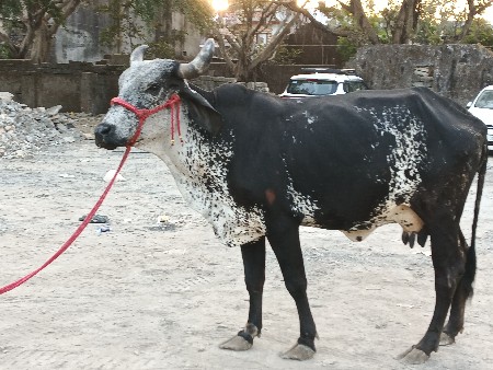 ગીર ક્રોસ ગાય વેચવાની છે