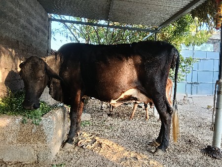 ગીર ક્રોસ જર્સી ગાય વેચવા ની છે