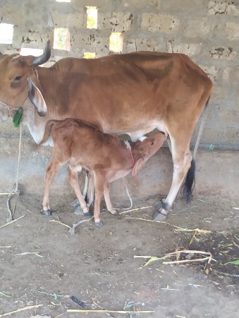 थंबनेल 2