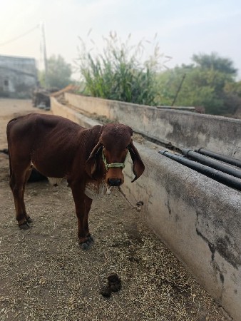 थंबनेल 3