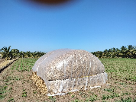 માંડવી નો છારો વેચવાનો છે