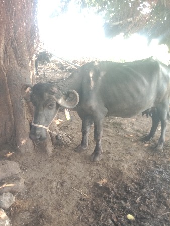 ભેટ વેચવાની છે.