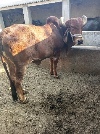 ગીર ગાય હોડકી ૩ વર્ષ છે