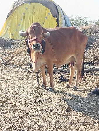 थंबनेल 2