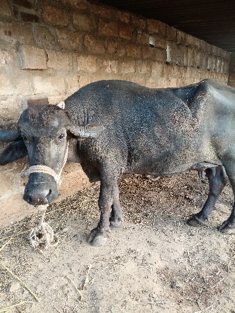 ભેંસ વેચવાની છે