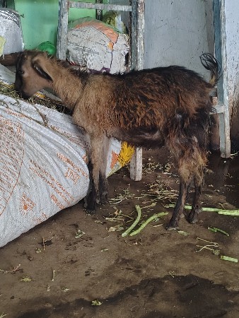 બકરો વેચવાનો છે